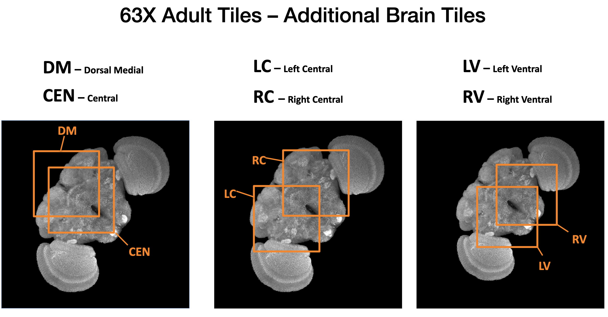 More FlyLight 63x Brain Tiles.